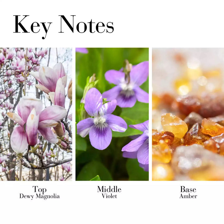 Key Notes - Top Dewy Magnolia, Middle Violet, Base Amber