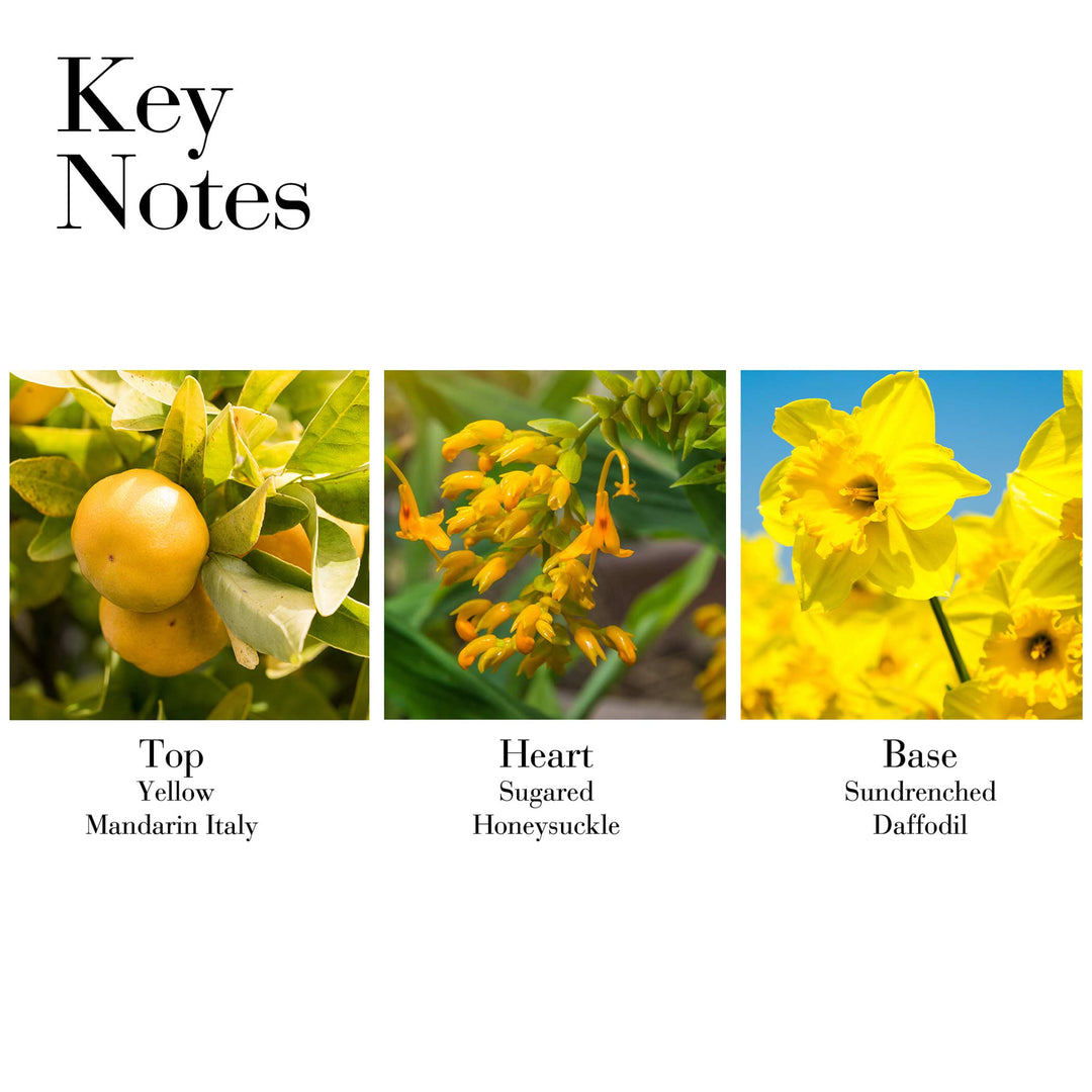 Key Notes- Top Yellow Mandarin Italy, Heart Sugared Honeysuckle, Base Sundrenched Daffodil