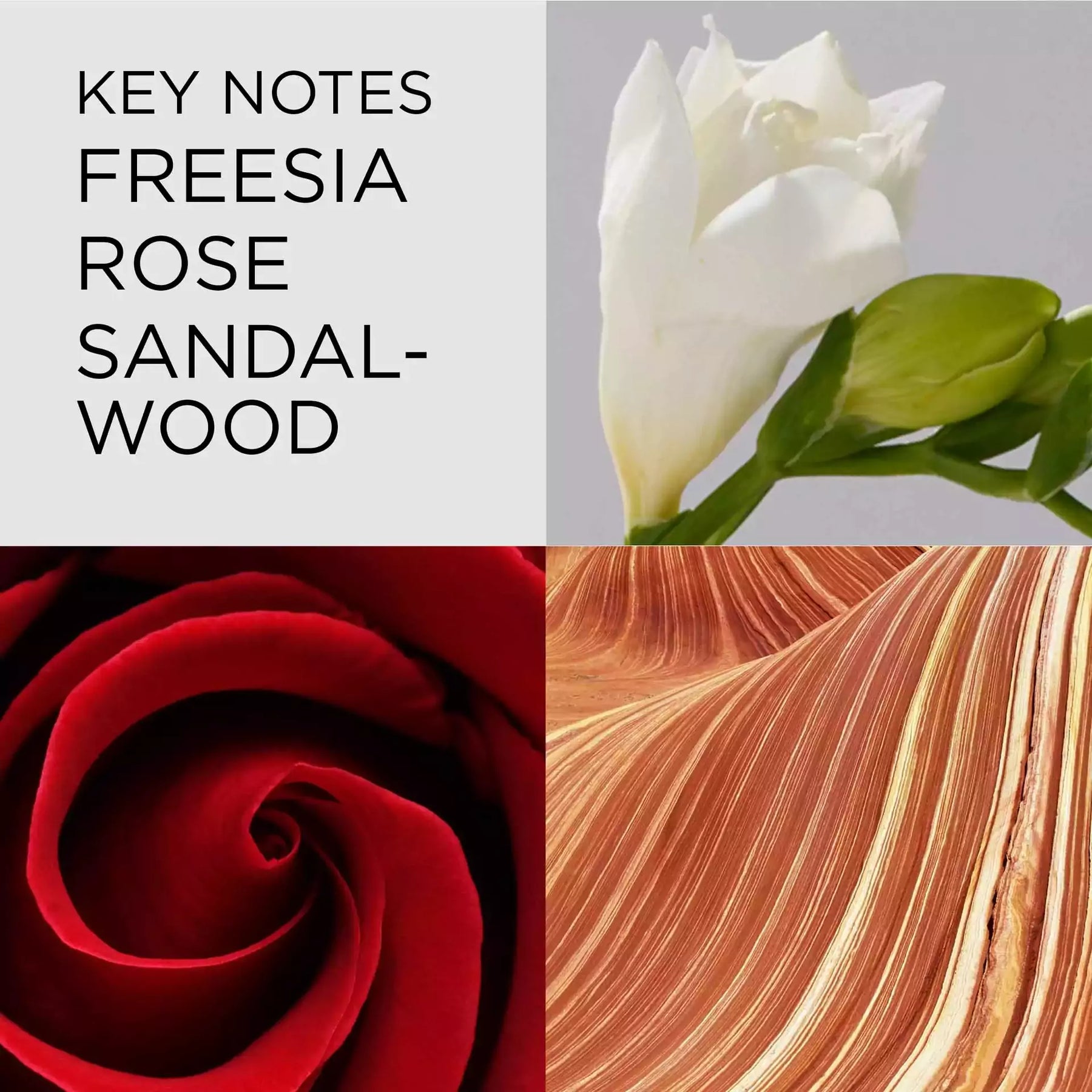 Blue Grass Cream Deodorant | Elizabeth Arden Blue Grass Cream Deodorant | Elizabeth Arden